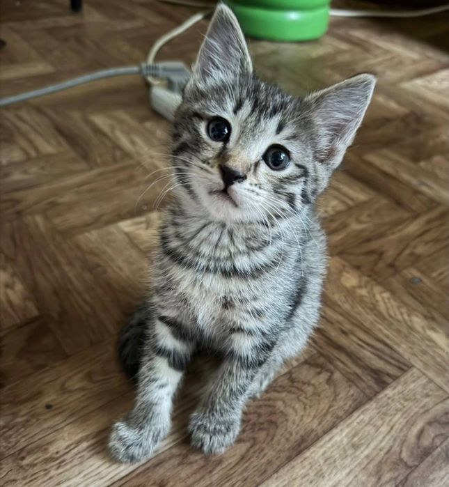 Кошки маленький.