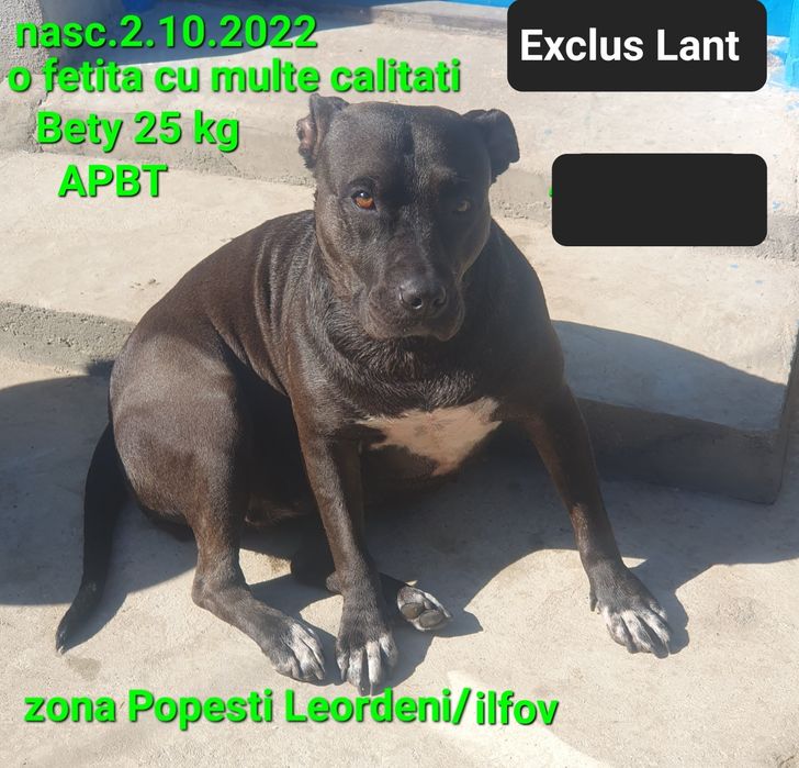 O fetita AmericanPBT doar aici