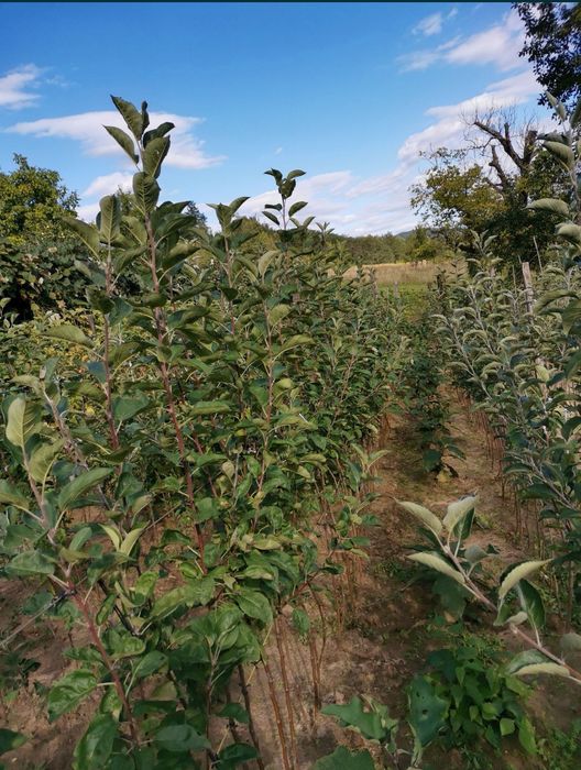 Pomi fructiferi; Arbuști fructiferi și ornamentali.