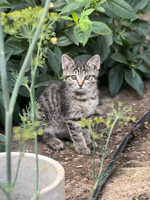 Отдам котят добрым людям