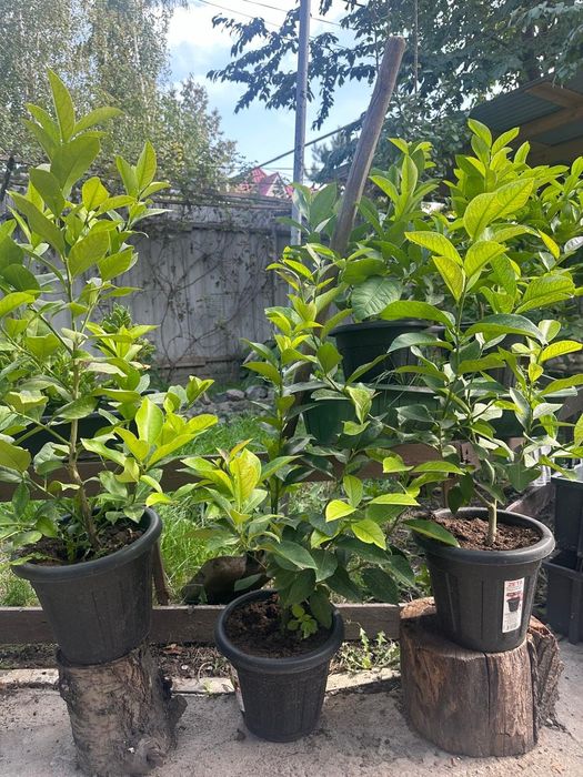 Лимон Павловский