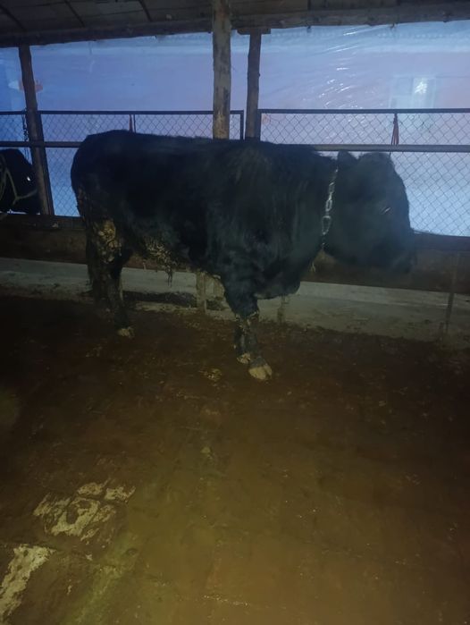 Тоқал бұкаларррр