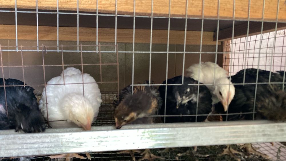 казакы балапандар