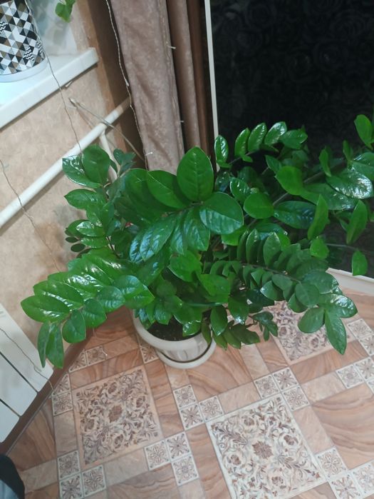 Замиокулькас. Долларовое дерево. 120 см