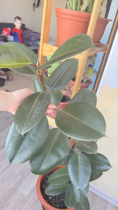 Фикус большой продам