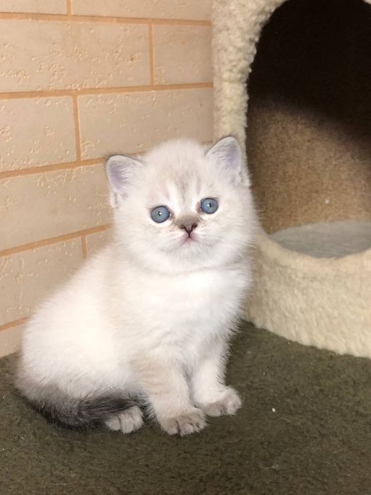 Шиншилла Скотиш страйт Блю поинт девочка шиншила