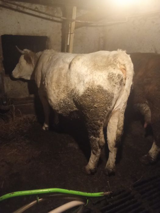 Vând vaca pentru abator