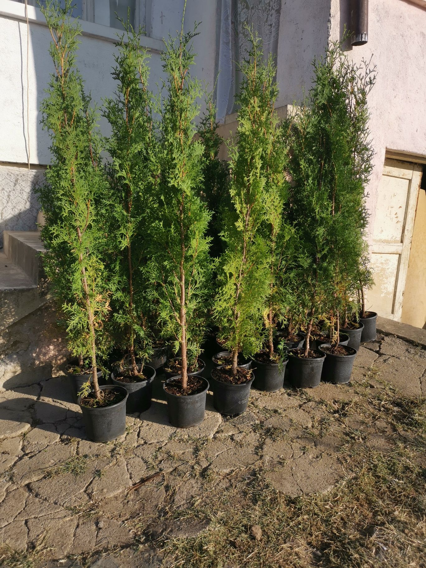Туя фастигията 1.50 см до 1.60см цена 12 лева с. Братя Кунчеви • OLX.bg