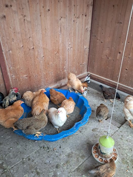 Vând Găini de Rasă Viandote pitici pe diferite culori