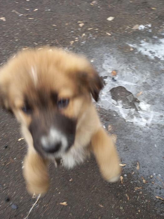 Отдам достойному хозяину