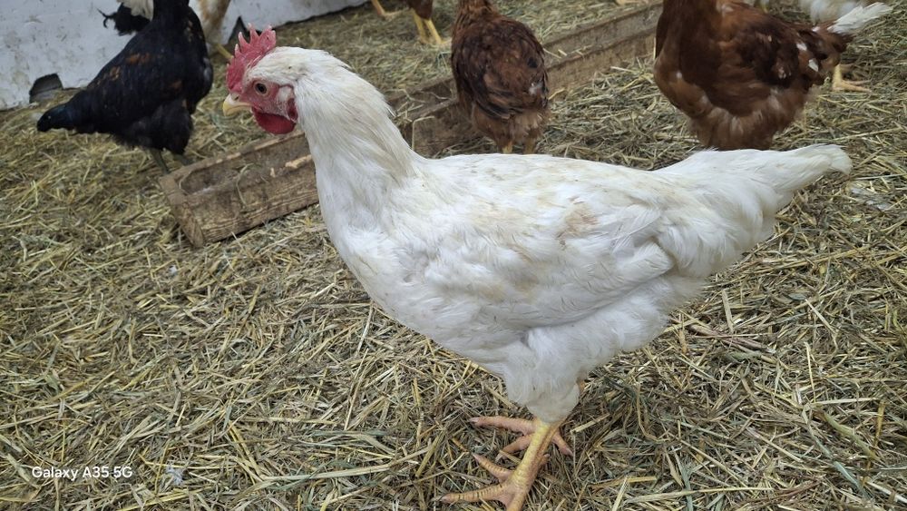 Петухов продаётся от 2000тг
