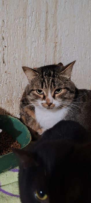 Шикарный молодой кот