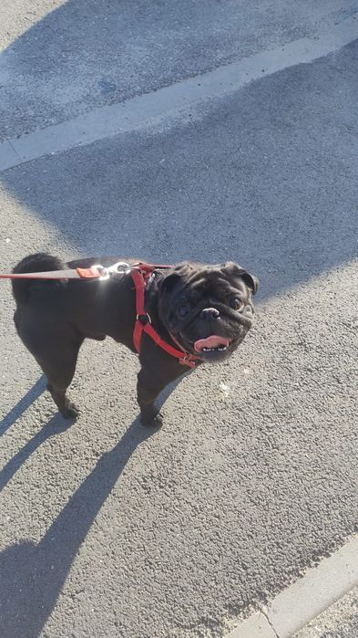 Petsitting si daycare