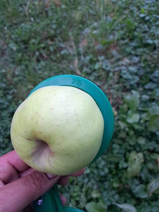 Vând mere diverse soiuri