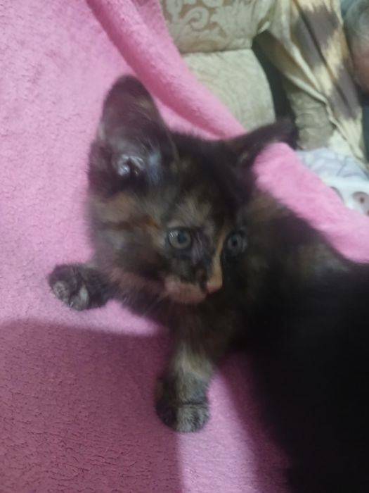 Котята  отдам бесплатно