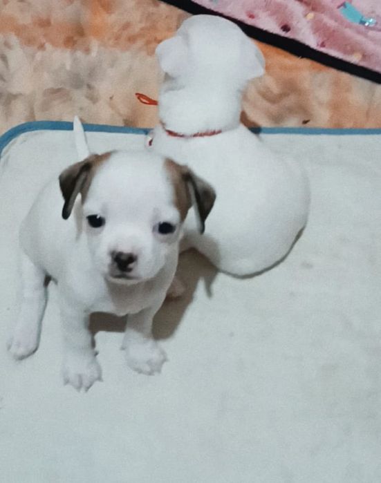 Девочка щенок чихуахуа