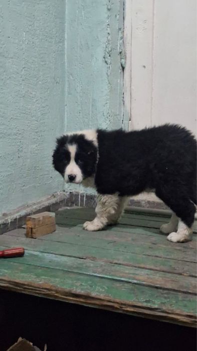 Алабай кушык сатылады