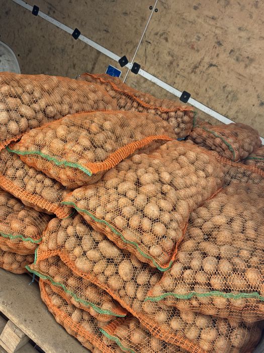 Cartof de consum si de samanta pret imbatabil