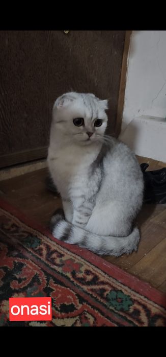 Зотдор чиройли мушукчалар
