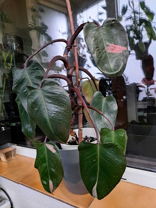 Plante Scindapsus Exotica Philodendron Micans Brasil Tradescantia