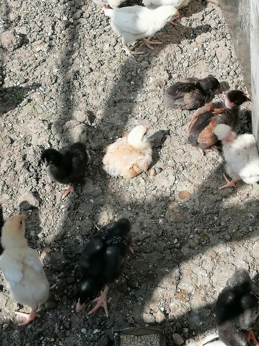 Puii de găină de vânzare