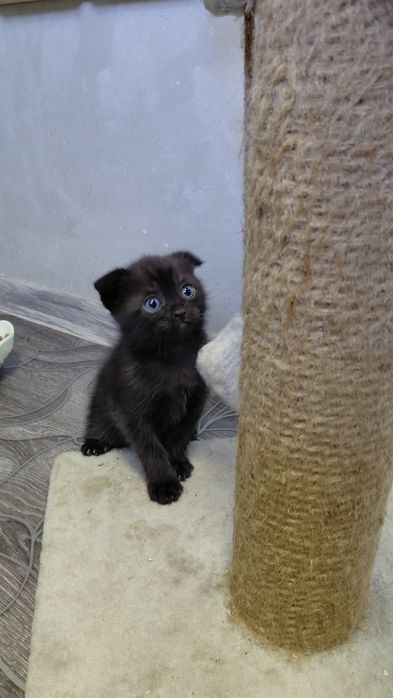 Вислоухие котята