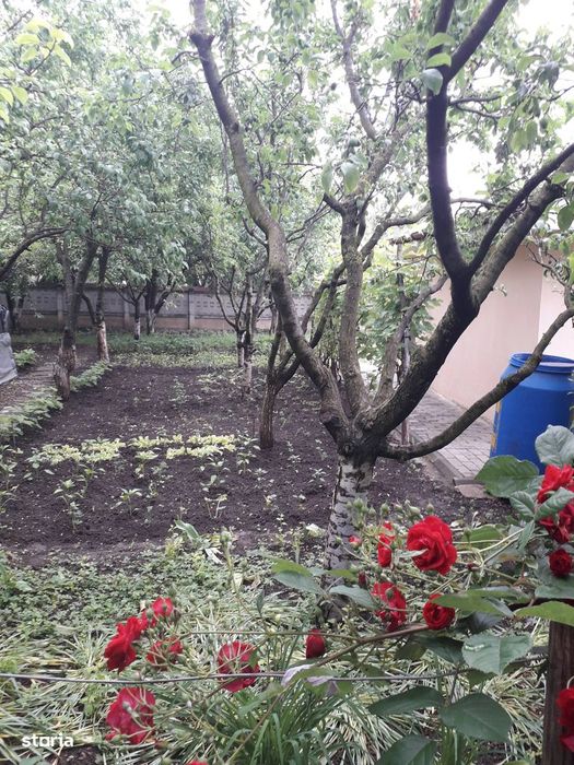 Vând grădină în Târgu Frumos