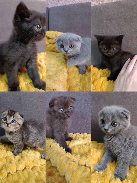 Продаются котята