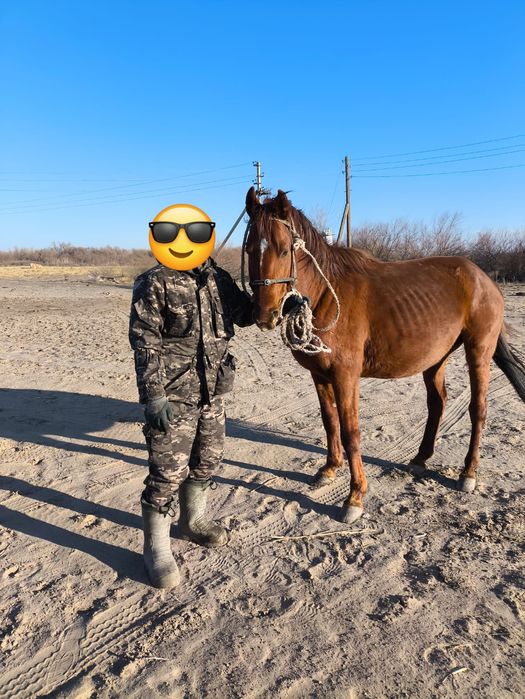 Керемет Айғыр сатылады