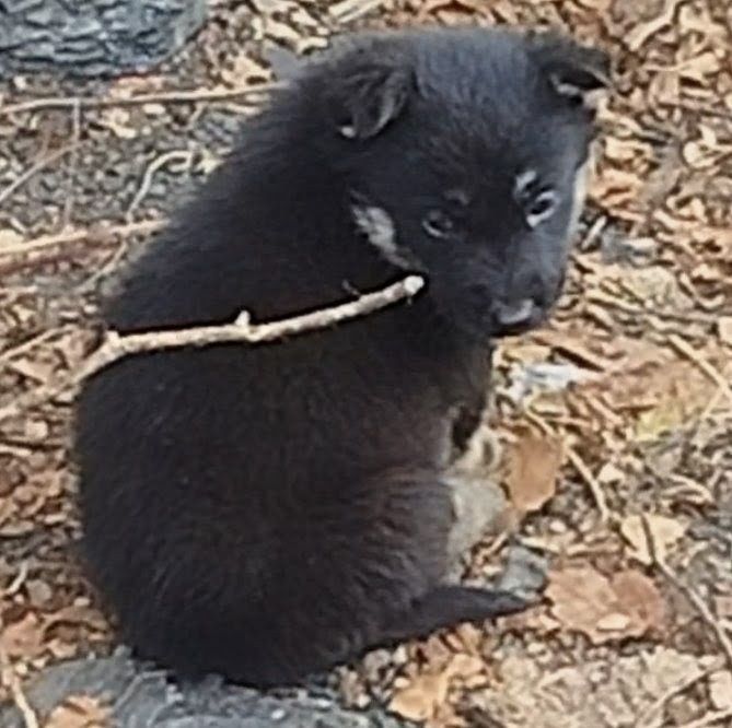 Продам щенка мальчик от овчарки.