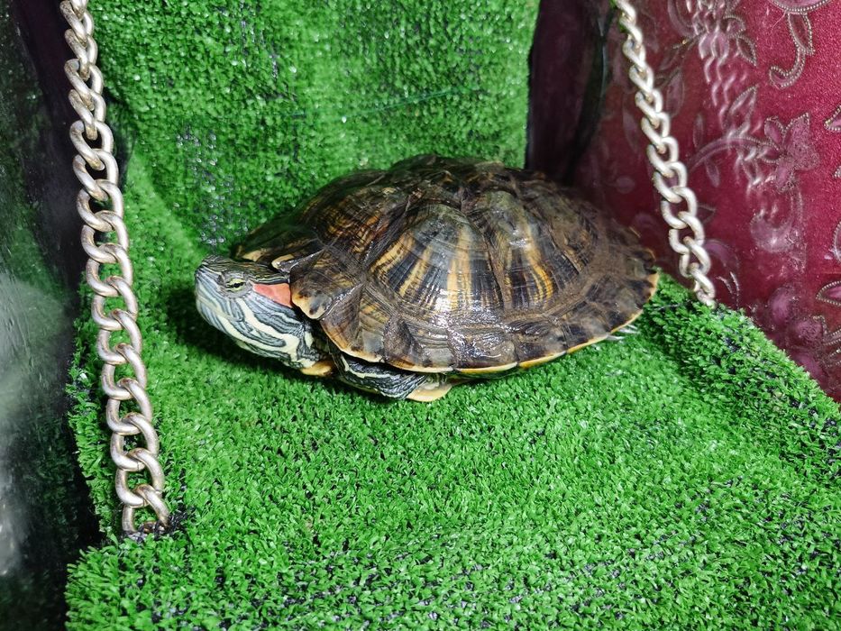 Красноухая черепаха с аквариумом