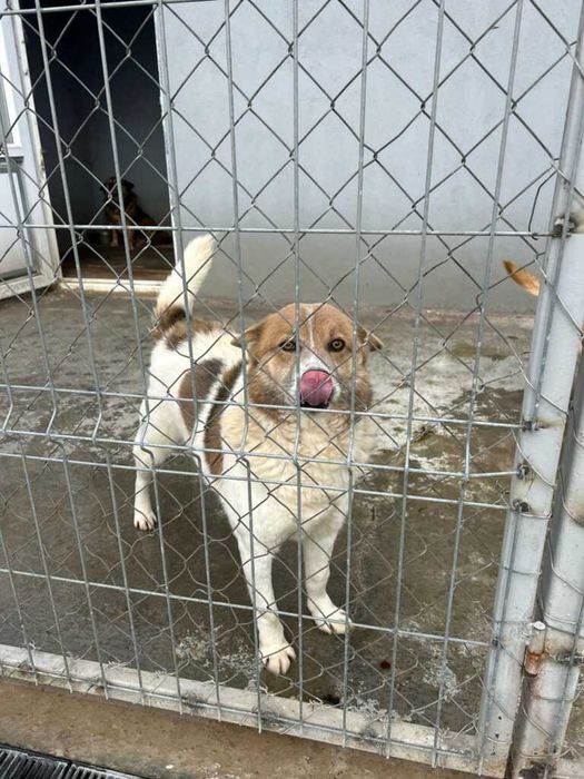 Adopta un caine - un sufletel are nevoie de stapan!