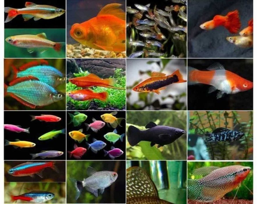 Аквариумные рыбы Akvarium Baliqlari