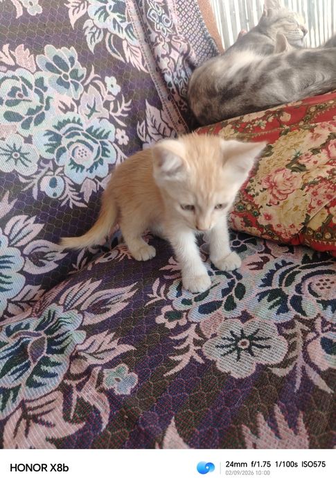 Отдам даром котят