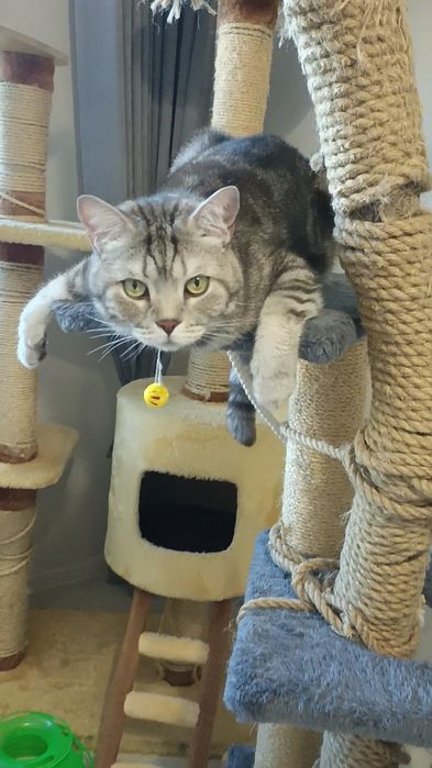 ПЕРЕДЕРЖКА Кошек Зоогостиница