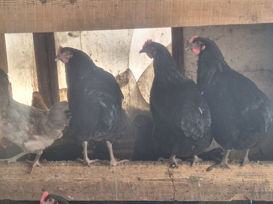 Продам куры джерсийский гигант