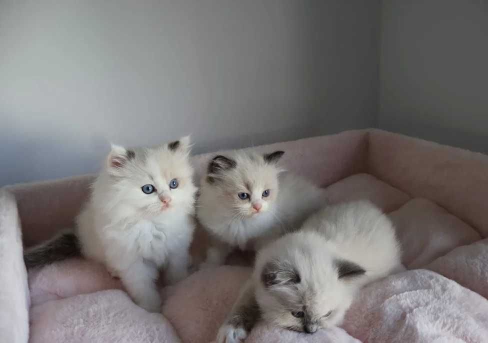 Котята породы рэгдолл