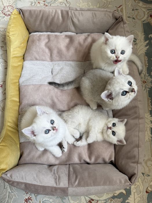 Британские шишилы котята