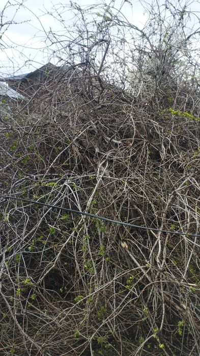 Ассалаумагалекум