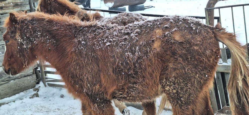 Продам лошадей две головы