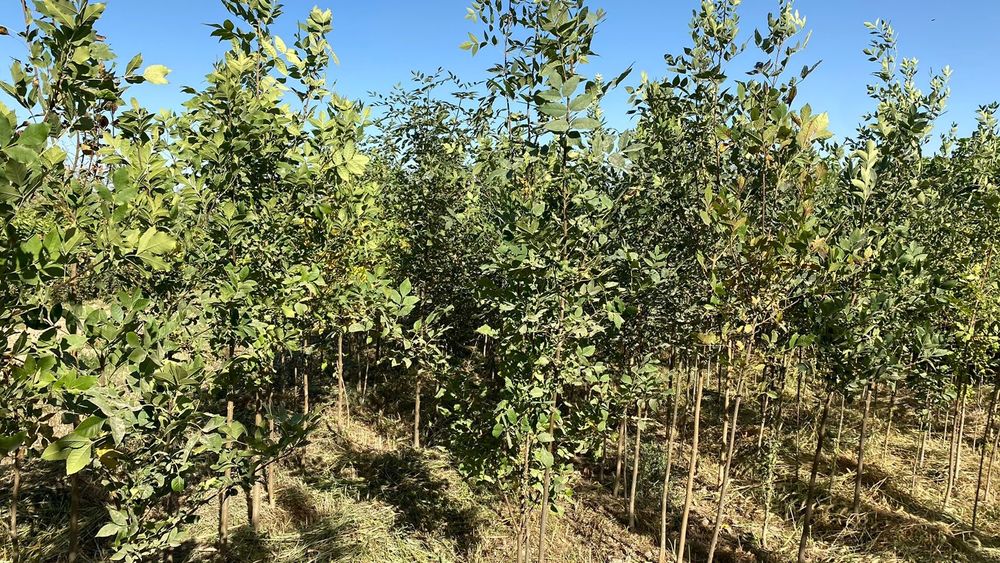 Саженцы все виды