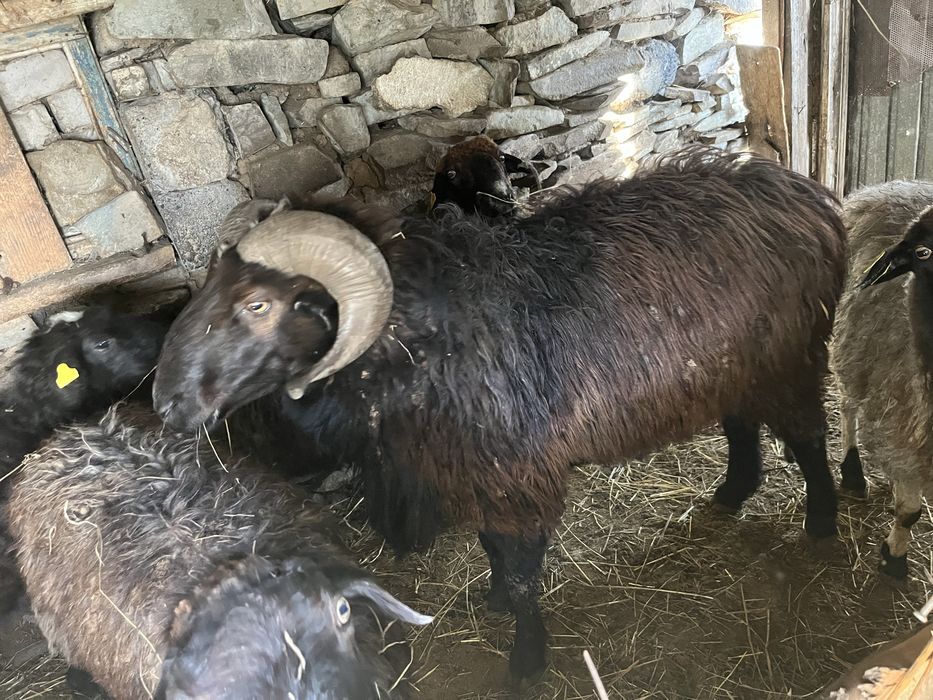 Продам барана крупный