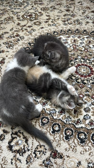 Котята.