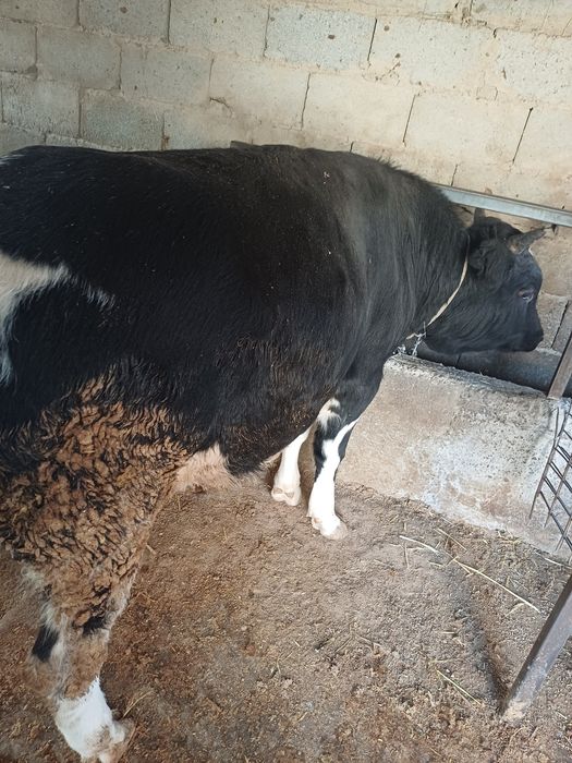 Бұқа сатылады...