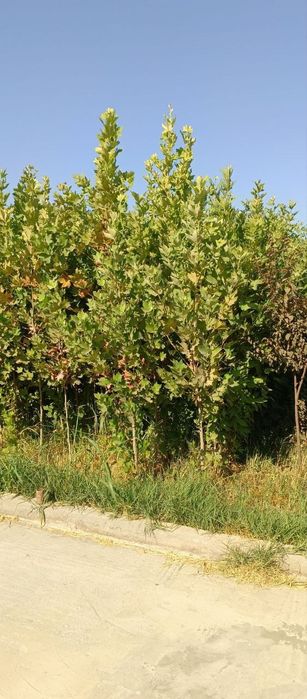 Чинор кучати Ташкентда