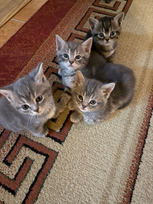 Продам породистых котят