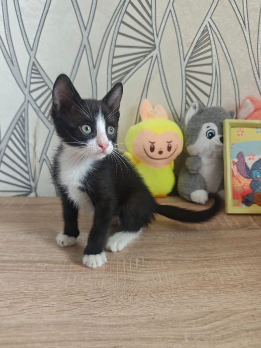Отдаю даром котёнка