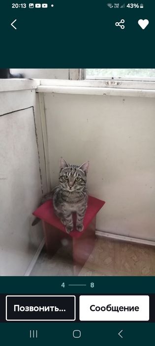 Кошки в хорошие руки