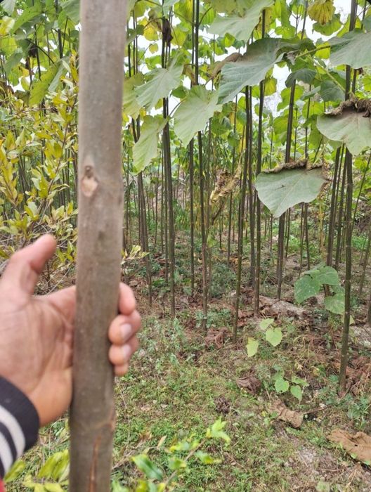 Павлония Pavloniya