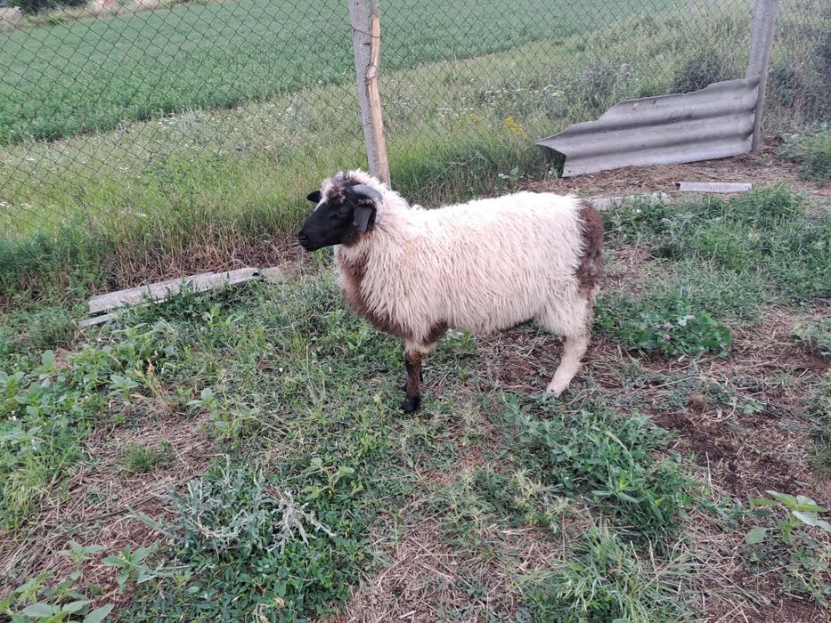 De vânzare berbec de anu asta